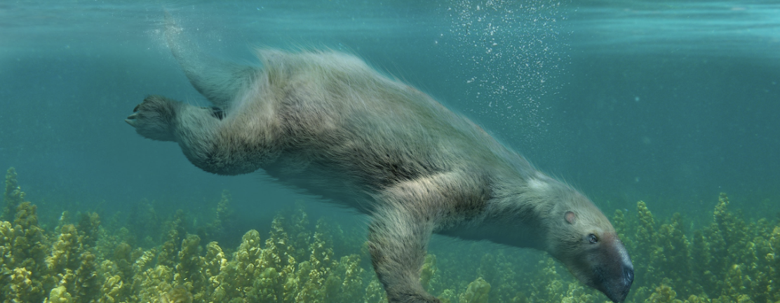 Thalassocnus Swimming